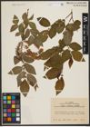 Foto von Salix silesiaca Willd.